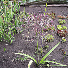 ALLIUM chrystophii Trautv