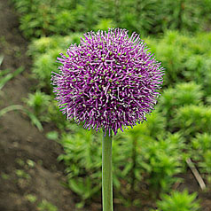 ALLIUM CULTIVAR No2256