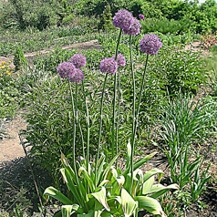 ALLIUM giganteum Regel