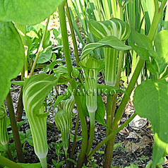 ARISAEMA amurense Maxim.