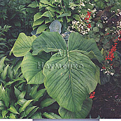 ARISAEMA CULTIVAR No1986