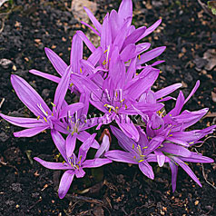 BULBOCODIUM vernum