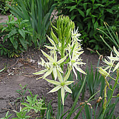 CAMASSIA leichtlinii hort. album