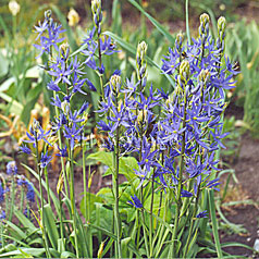 CAMASSIA quamash hort. 'Orion'