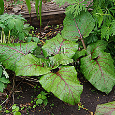 CARDIOCRINUM cordatum