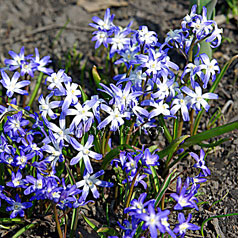 CHIONODOXA CULTIVAR No2250