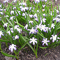 CHIONODOXA CULTIVAR No405