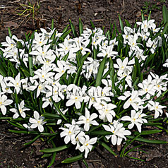 CHIONODOXA gigantea f. alba