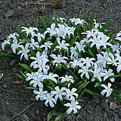 CHIONODOXA gigantea hort. 'Cerulea'