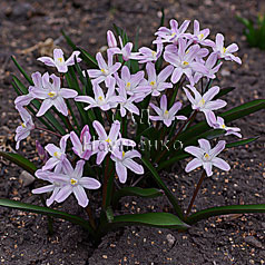 CHIONODOXA luciliae hort 'Pink Giant'