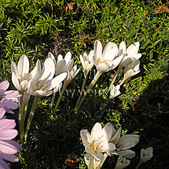 COLCHICUM autumnale f.alba