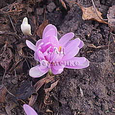 COLCHICUM autumnale var. flore pleno