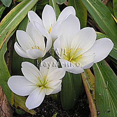 COLCHICUM speciosum f. album