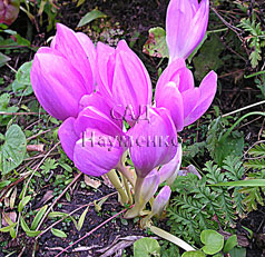 COLCHICUM speciosum hort.