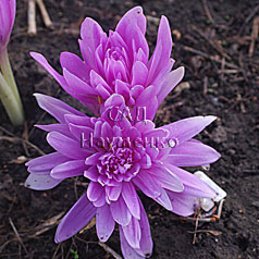 COLCHICUM speciosum hort. 'WATERLILI'