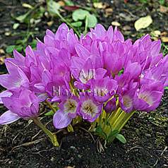 COLCHICUM speciosum Stev.