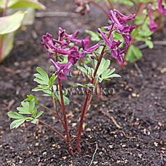 CORYDALIS caucasica f. rubra