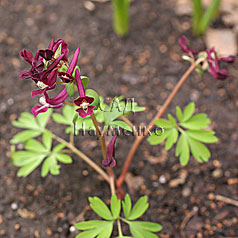 CORYDALIS caucasica hort. 'Black Mamba'