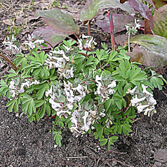 CORYDALIS halleri var. album