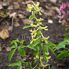 CORYDALIS marschalliana