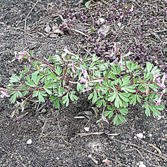 CORYDALIS paczoskii