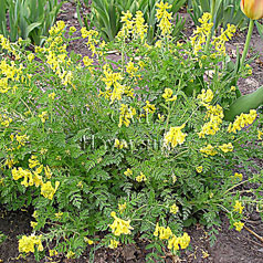 CORYDALIS pallida