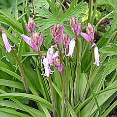 ENDYMION hispanicus hort. '5'