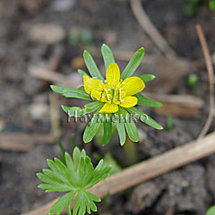 ERANTHIS hyemalis (L.) Salisb.