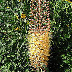 EREMURUS CULTIVAR No427