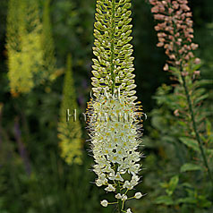 EREMURUS isabellinus ruiter hybrids 'CLEOPATRA'