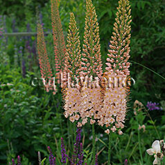 EREMURUS isabellinus ruiter hybrids 'OASE'