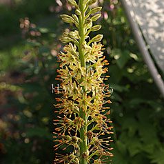 EREMURUS spectabilis Bieb.