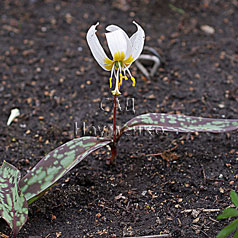 ERYTHRONIUM caucasicum