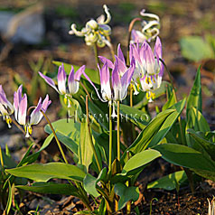 ERYTHRONIUM sibiricum1