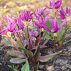 ERYTHRONIUM sibiricum2