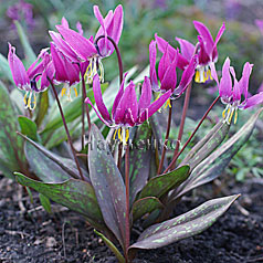 ERYTHRONIUM sibiricum (Fisch. Et Mey.) Kryl.