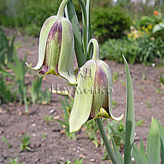 FRITILLARIA acmopetala