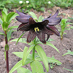 FRITILLARIA camtschatcensis (L.) Ker-Gawl.