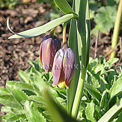 FRITILLARIA CULTIVAR No384