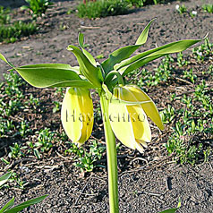 FRITILLARIA imperialis hort. 'SULPHERINO'