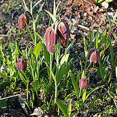 FRITILLARIA latifolia