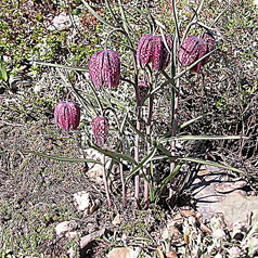 FRITILLARIA meleagris L.