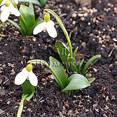 GALANTHUS CULTIVAR No1674