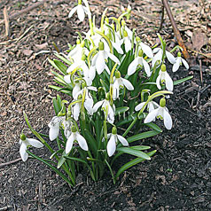 GALANTHUS nivalis L.