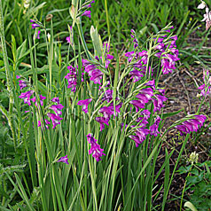 GLADIOLUS imbricatus L.