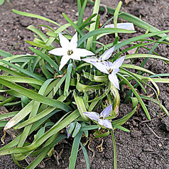 IPHEION uniflorum