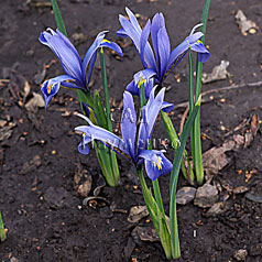 IRIDODICTYUM reticulatum hort. 'CANTAB'