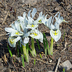 IRIDODICTYUM reticulatum hort. 'Katharine Hodgkin'