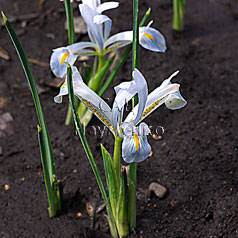 IRIDODICTYUM reticulatum hort. 'NATASCHA'