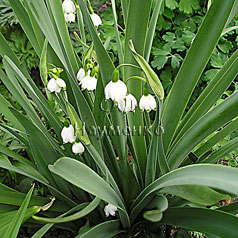 LEUCOJUM aestivum